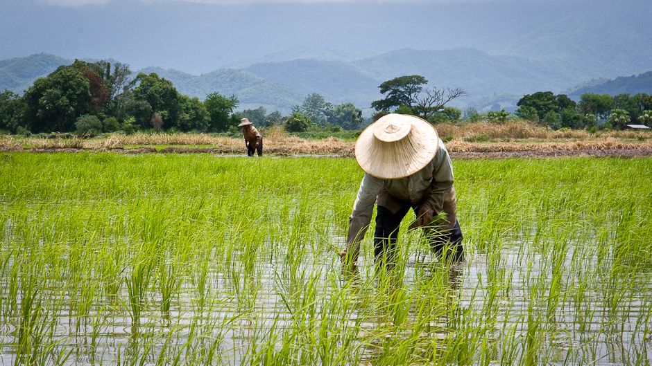 thailands-rice-farmers