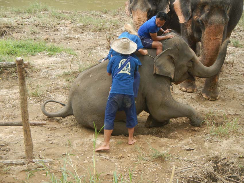 Elephants & Mahout