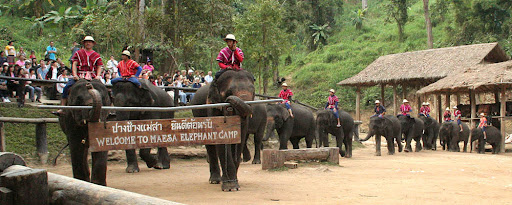 Elephant Camp