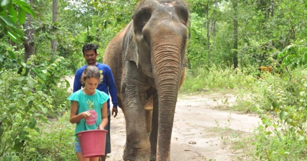 Elephant Care Day at Wildlife Friends Foundation