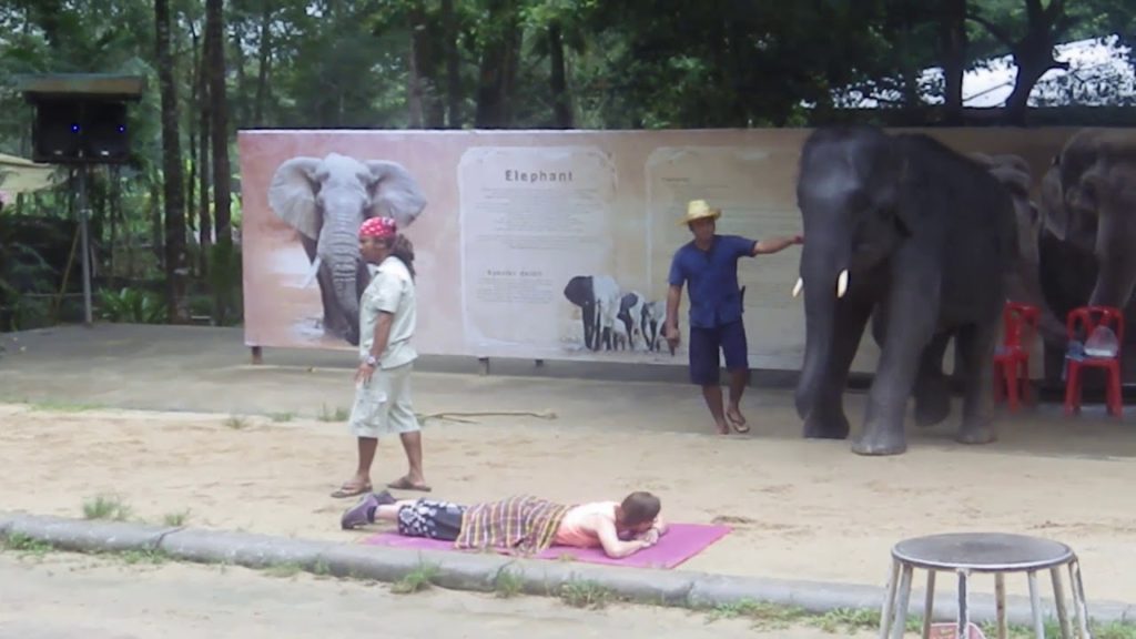 Kho Samui Elephant Show