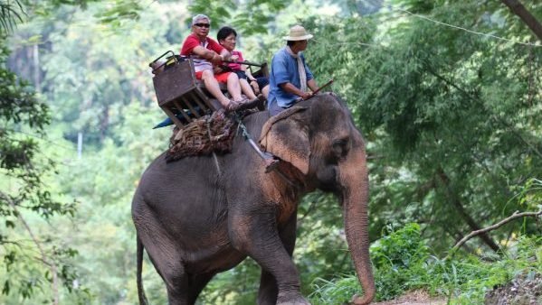 Thailand Elephant Chair Ride