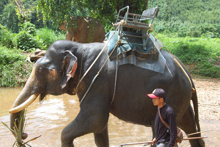 Thailand Elephant Chair