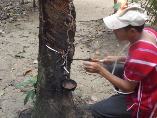 Rubber Harvesting Thai Village life